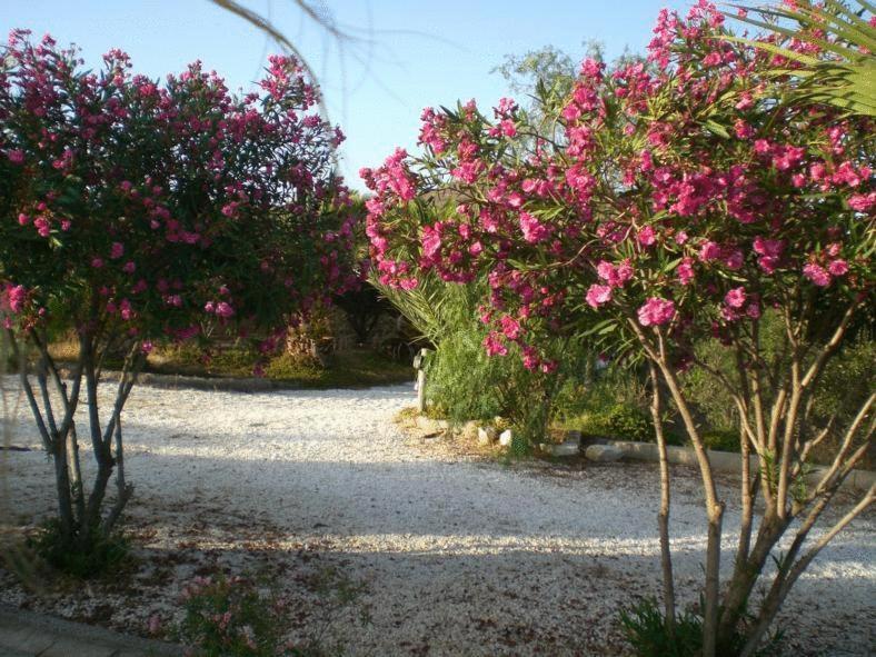 Casas Rurales Cortijo Torreblanca Parque Cabo De Gata El Pozo de los Frailes Eksteriør billede