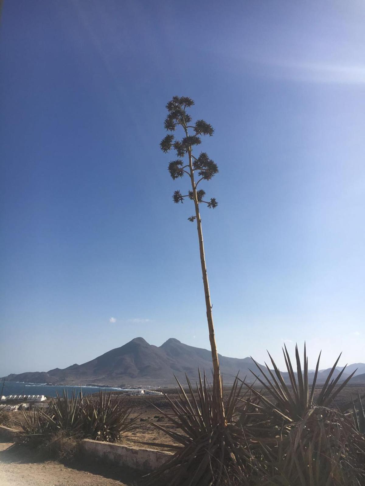 Casas Rurales Cortijo Torreblanca Parque Cabo De Gata El Pozo de los Frailes Eksteriør billede